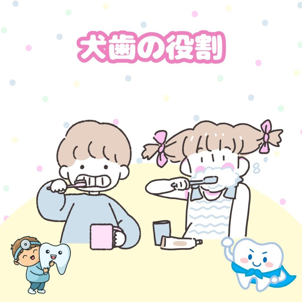 犬歯とは　役割